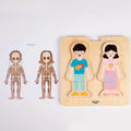 Layered Anatomy Puzzle