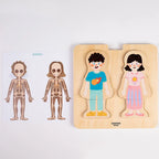 Layered Anatomy Puzzle