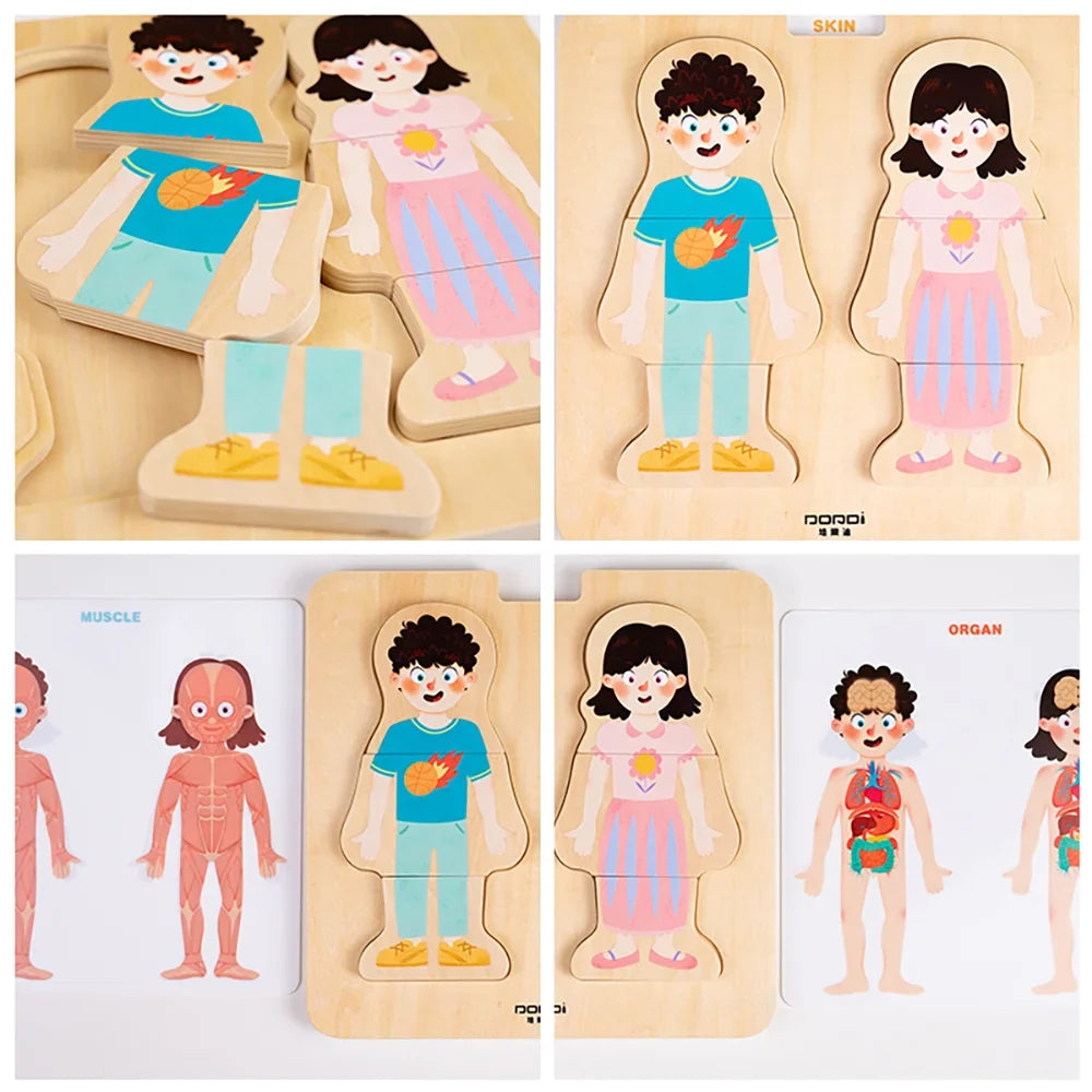 Layered Anatomy Puzzle